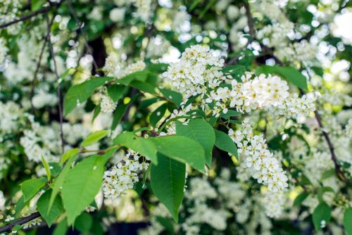 Free Close-up of white blossoms with lush green leaves, showcasing the beauty of spring. Stock Photo
