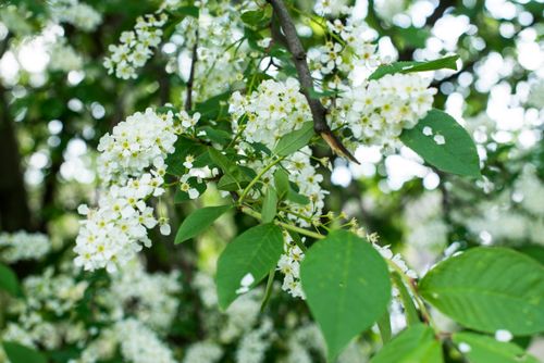 Free Detailed view of blooming bird cherry flowers and leaves in spring. Stock Photo