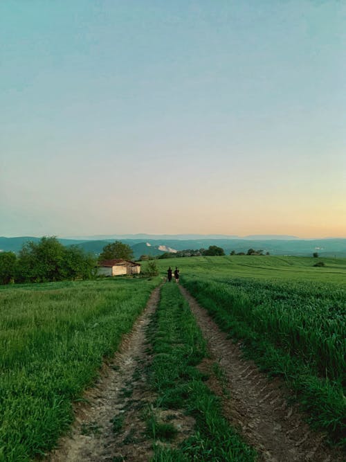 Foto d'estoc gratuïta de alba, bucòlic, camí de carro