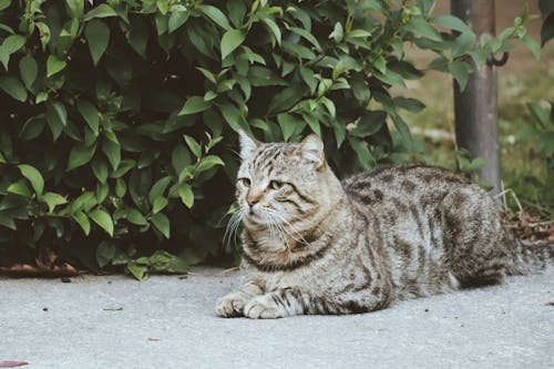Δωρεάν στοκ φωτογραφιών με Γάτα, γατάκι, γάτες με τραγουδιστές Φωτογραφία από στοκ φωτογραφιών