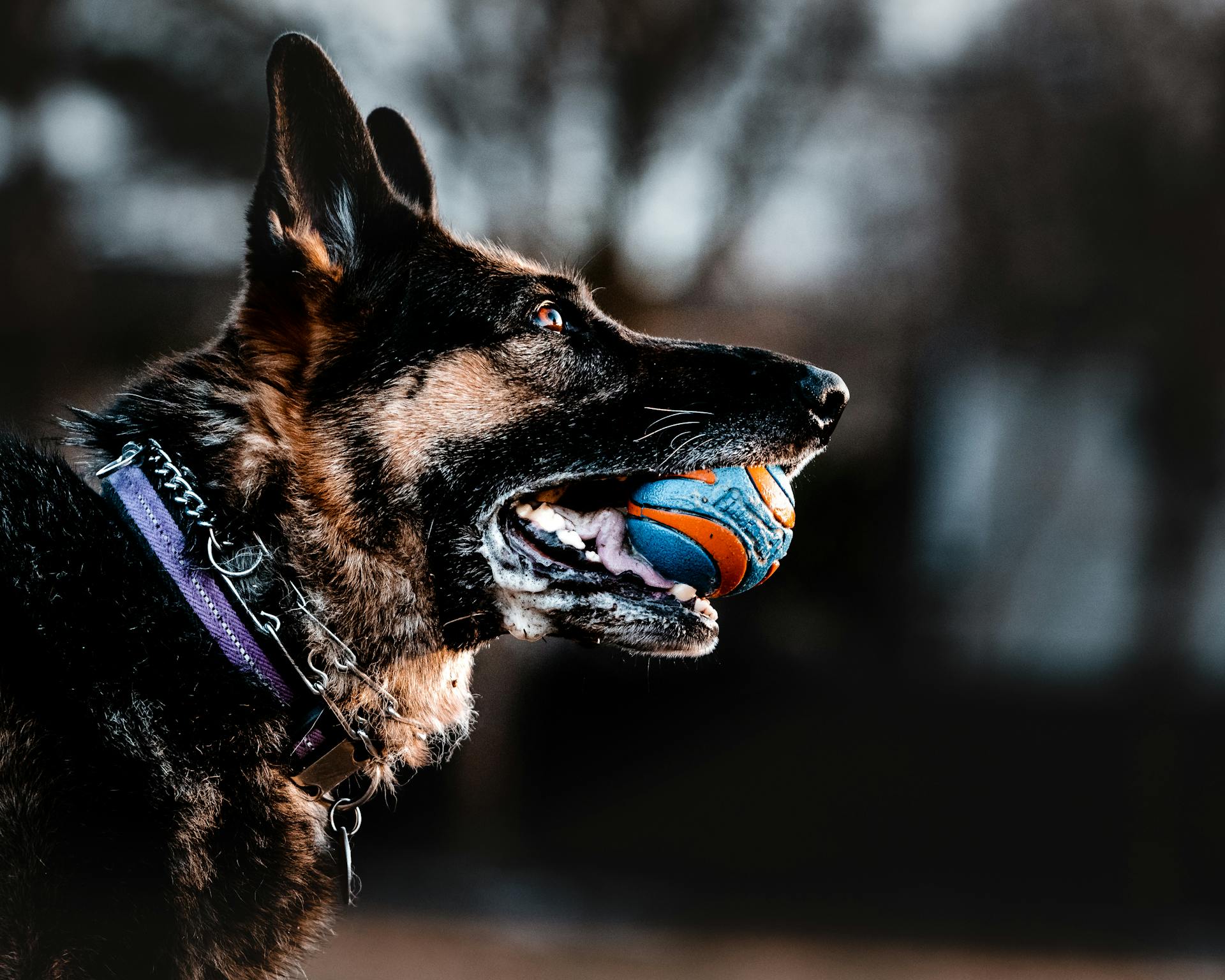 Foto van een hond met een bal op zijn bek