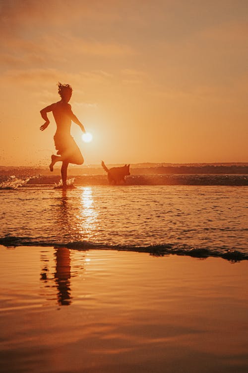 Free stock photo of beach, beach sunset, dog