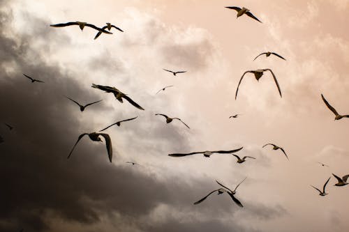 Flock of Birds Flying Under Cloudy Sky