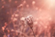 特写镜头温暖地捕捉了阳光下干燥的植物，背景是柔和的散景