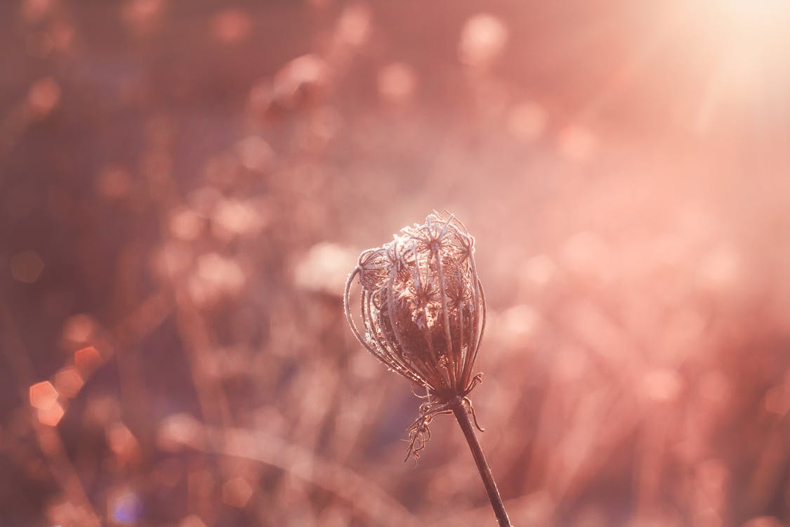 Shallow Focus Photography of Flower