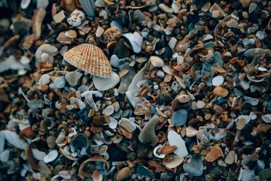 Seashell Spring Close-Up Photo of Seashells · Free Stock Photo
