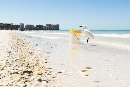 免费 塑料容器旁边的海边白海鸥 素材图片