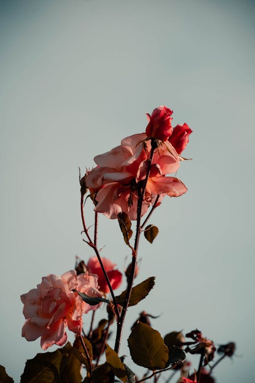 꽃무늬, 꽃이 피는, 분홍색 꽃의 무료 스톡 사진
