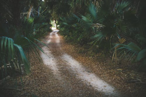 白天綠色棕櫚植物所包圍的通路