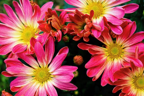 Pink and Yellow Flowers in Close Up Photography