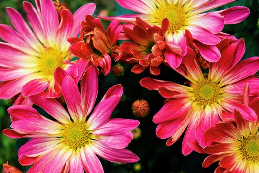 Bright pink and yellow chrysanthemum flowers in full bloom captured in an artistic close-up shot.