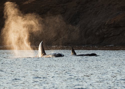 Two Killer Whales Swimming in the Ocean