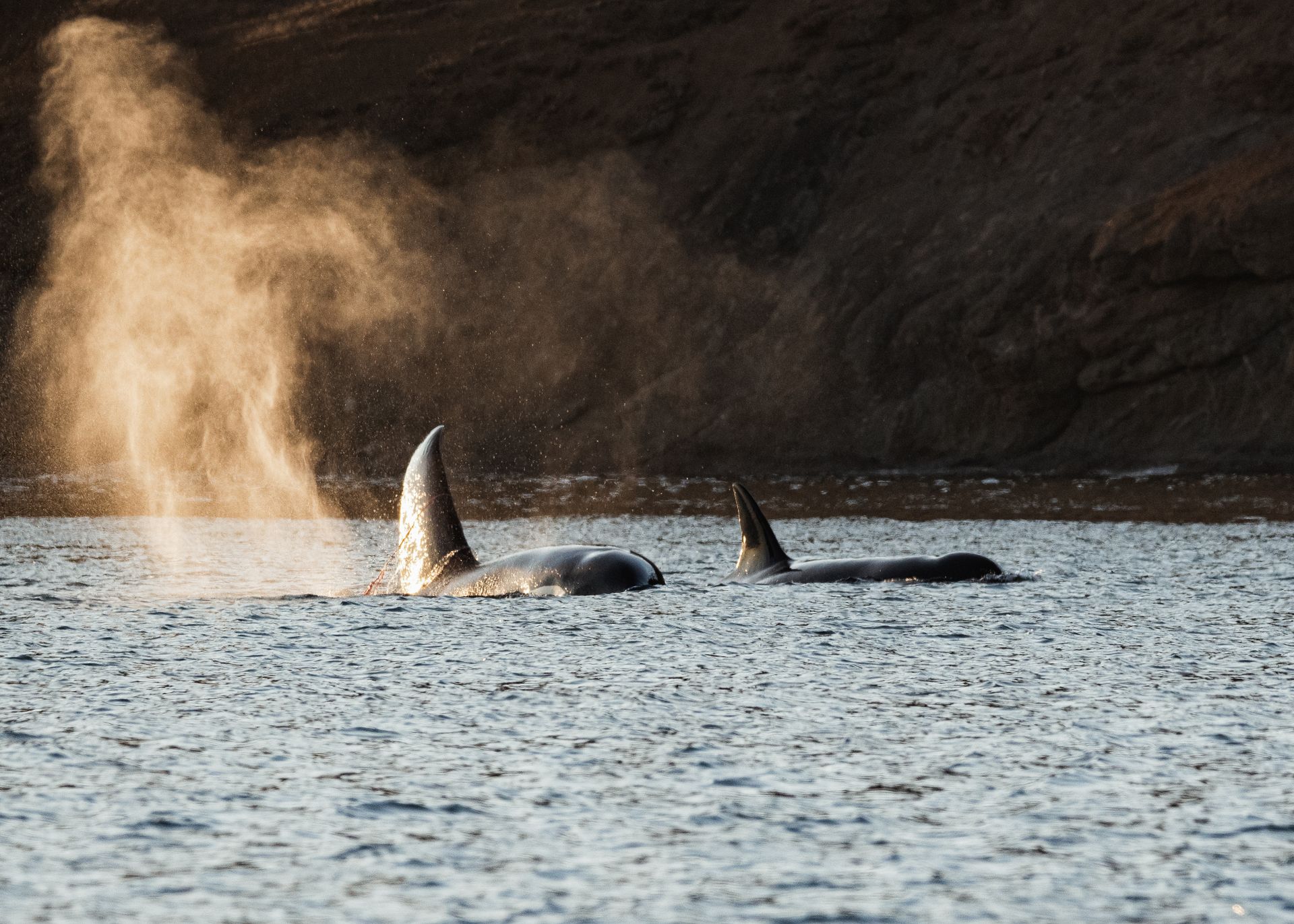 Two Killer Whales Swimming in the Ocean