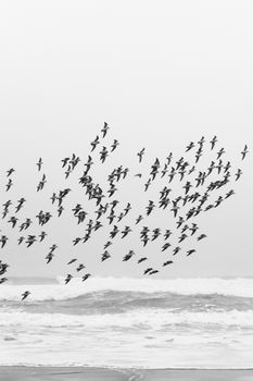 A dynamic flock of birds gracefully soaring over the crashing waves of the Chilean coastline.