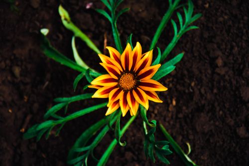 Free Close-up of a vibrant yellow Gazania flower with green foliage on dark soil background. Stock Photo