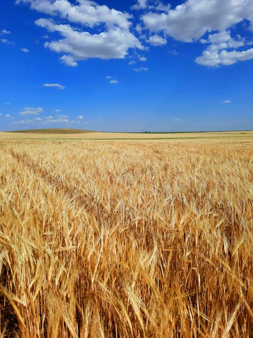Landscape Scenery of Wheat Field under Blue Sky