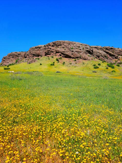 Gratis lagerfoto af 4k-baggrund, bjerg, blomstermark