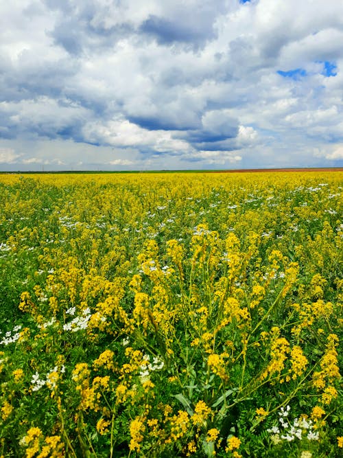 Gratis arkivbilde med 4k-bakgrunnsbilde, blomstereng, blomstret