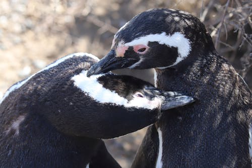 Close-Up Photo of Two African Penguins