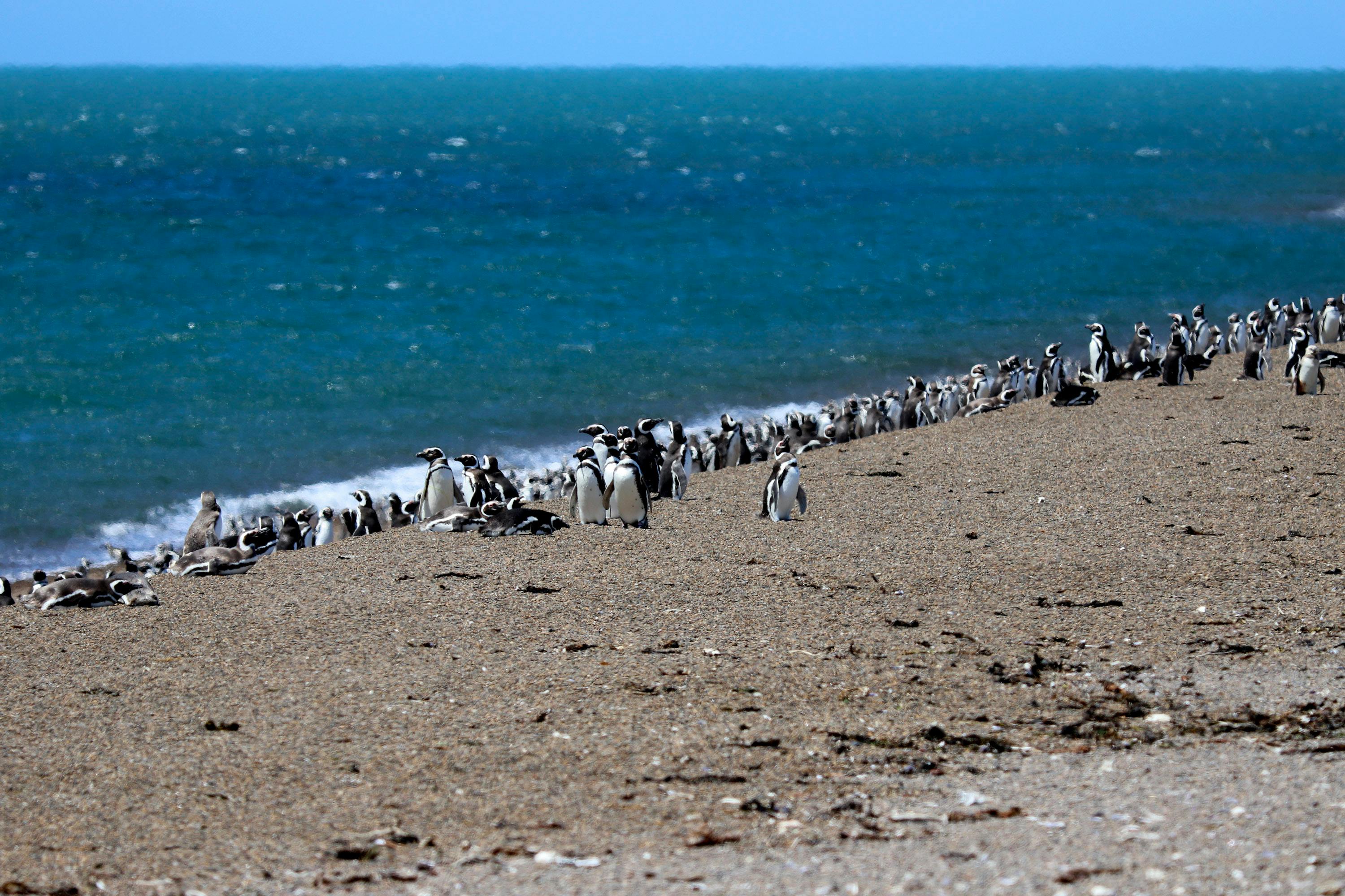 Magellanic Penguin Colony — Punta Tombo Argentina
