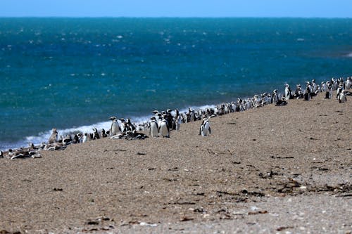 Waddle of African Penguins on Beach Shore