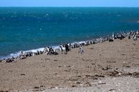 Waddle of African Penguins on Beach Shore