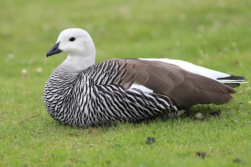 Close-Up Photo of a Duck on Green Grass