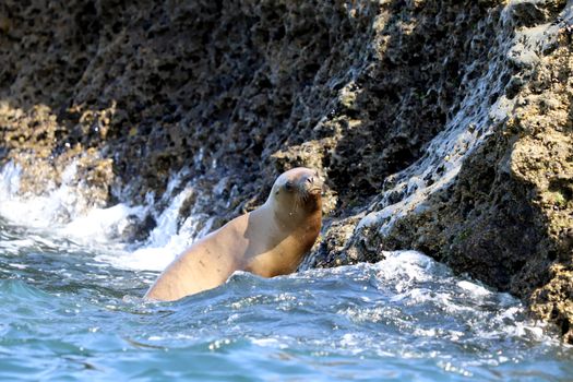 A Brown Sea Lion near the Rock Formation