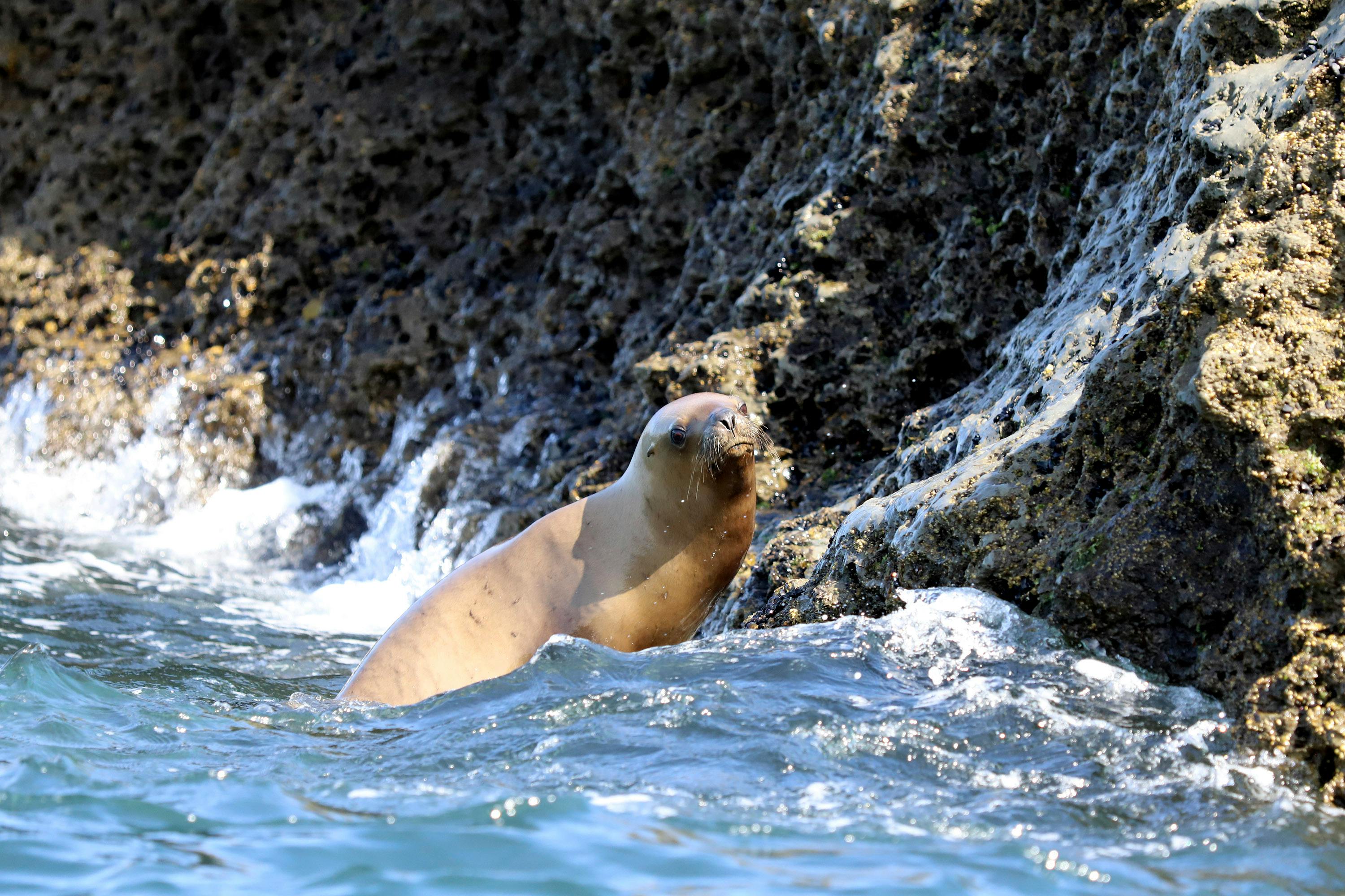 Sea Animals on Shore · Free Stock Photo