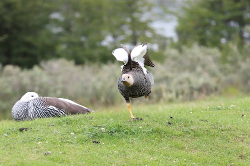 Close-Up Photo of a Duck Running on Green Grass