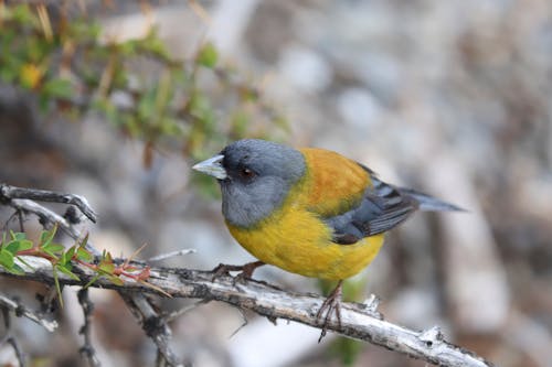 Close-Up Photo of Yellow Finch Perched on a Branch