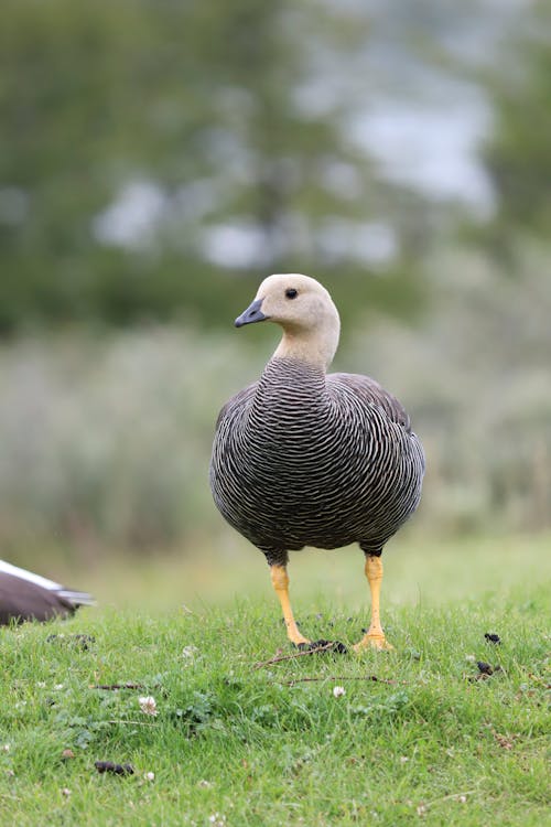 Close-Up Photo of a Duck on Green Grass