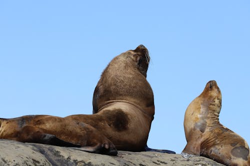 Brown Sea Lions Looking Up