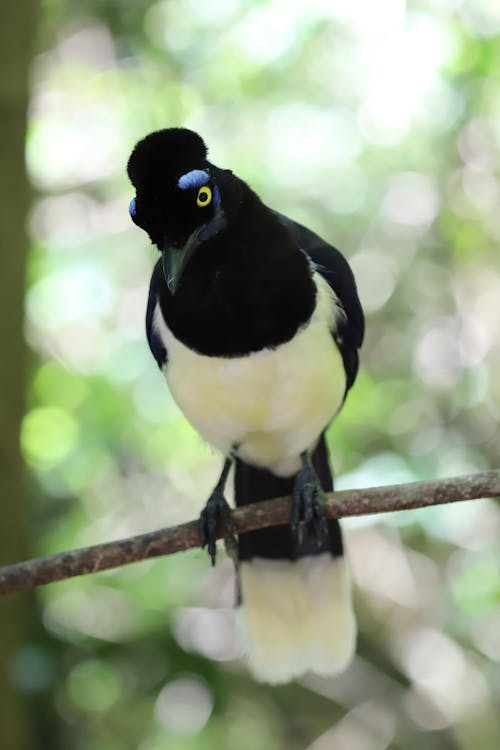 Close-Up Shot of a Bird Perched on a Twig