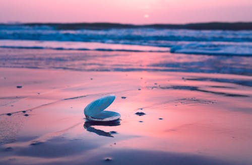 Close-Up Photo of a Seashell on Beach Sand