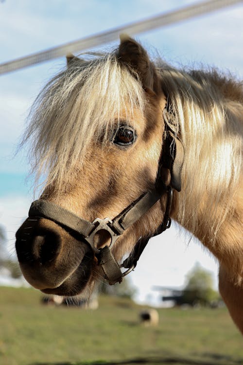 Foto profissional grátis de animal, arreios de cavalo, cabeça