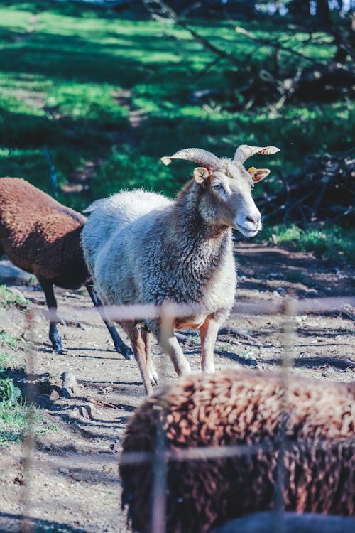 Darmowe zdjęcie z galerii z koza, ogród zoologiczny, środowisko