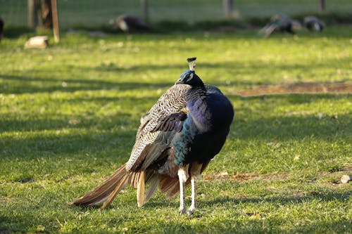 Foto profissional grátis de animal, ave, ave aquática