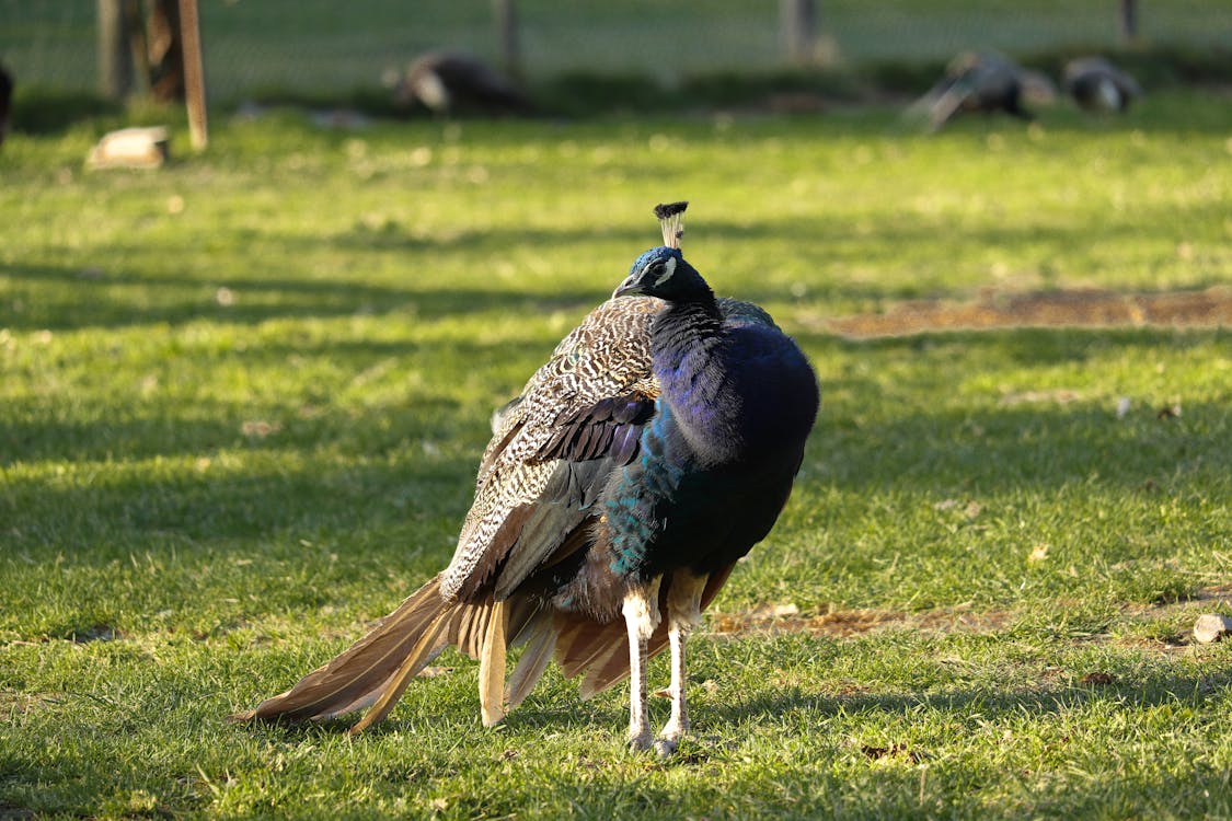 Free Shallow Focus Photo of Peacock on Green Grass Stock Photo