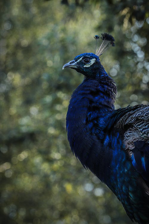 Free Close-Up Shot of a Blue Peacock Stock Photo