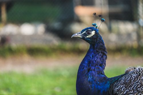 Free Close-up of a vibrant blue peacock showcasing its colorful feathers. Stock Photo