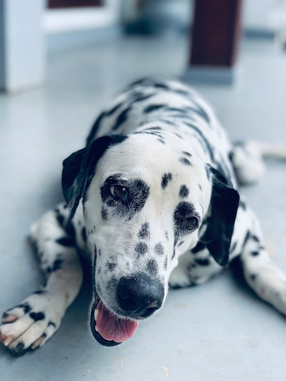 Free Close-Up Photo of a Dalmatian Dog Lying on Floor Stock Photo