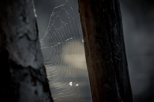 Darmowe zdjęcie z galerii z czarne tło, pająk, pajęczyna