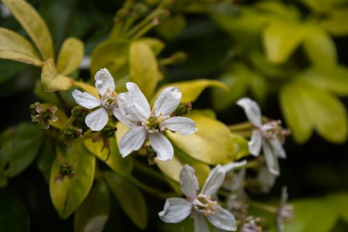 Free Delicate white flowers in full bloom surrounded by lush green leaves. Stock Photo