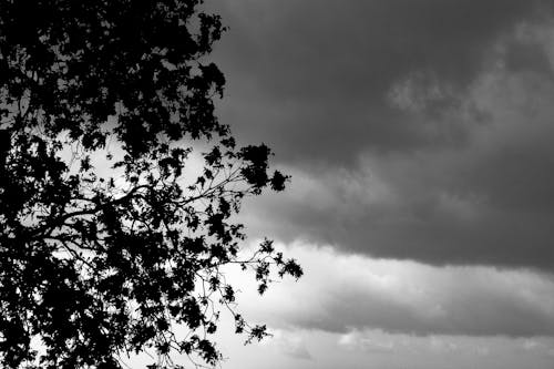 Grayscale Photo of a Tree Under Cloudy Sky