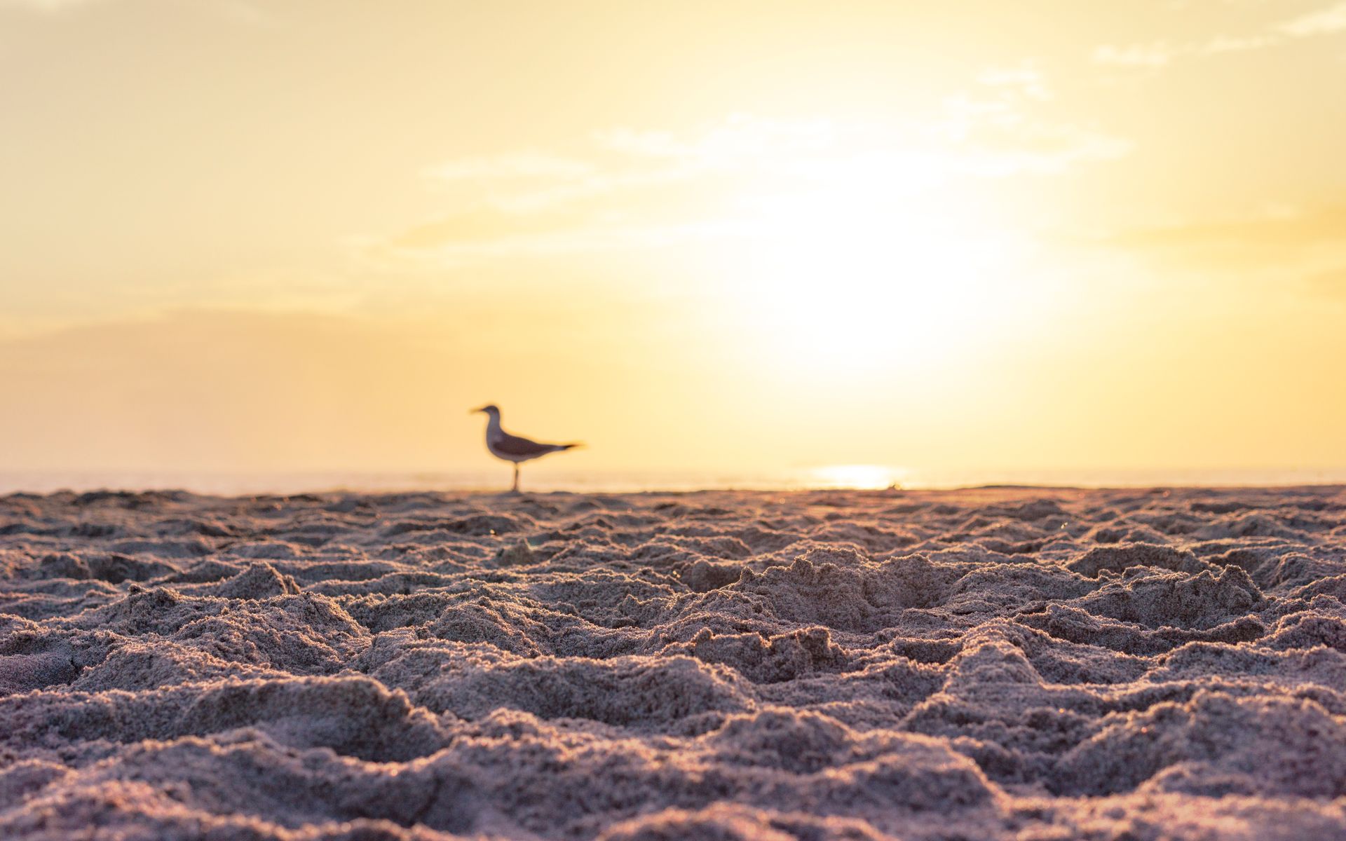 Serene Florida beach scene with a seagull silhouetted against a stunning sunrise.