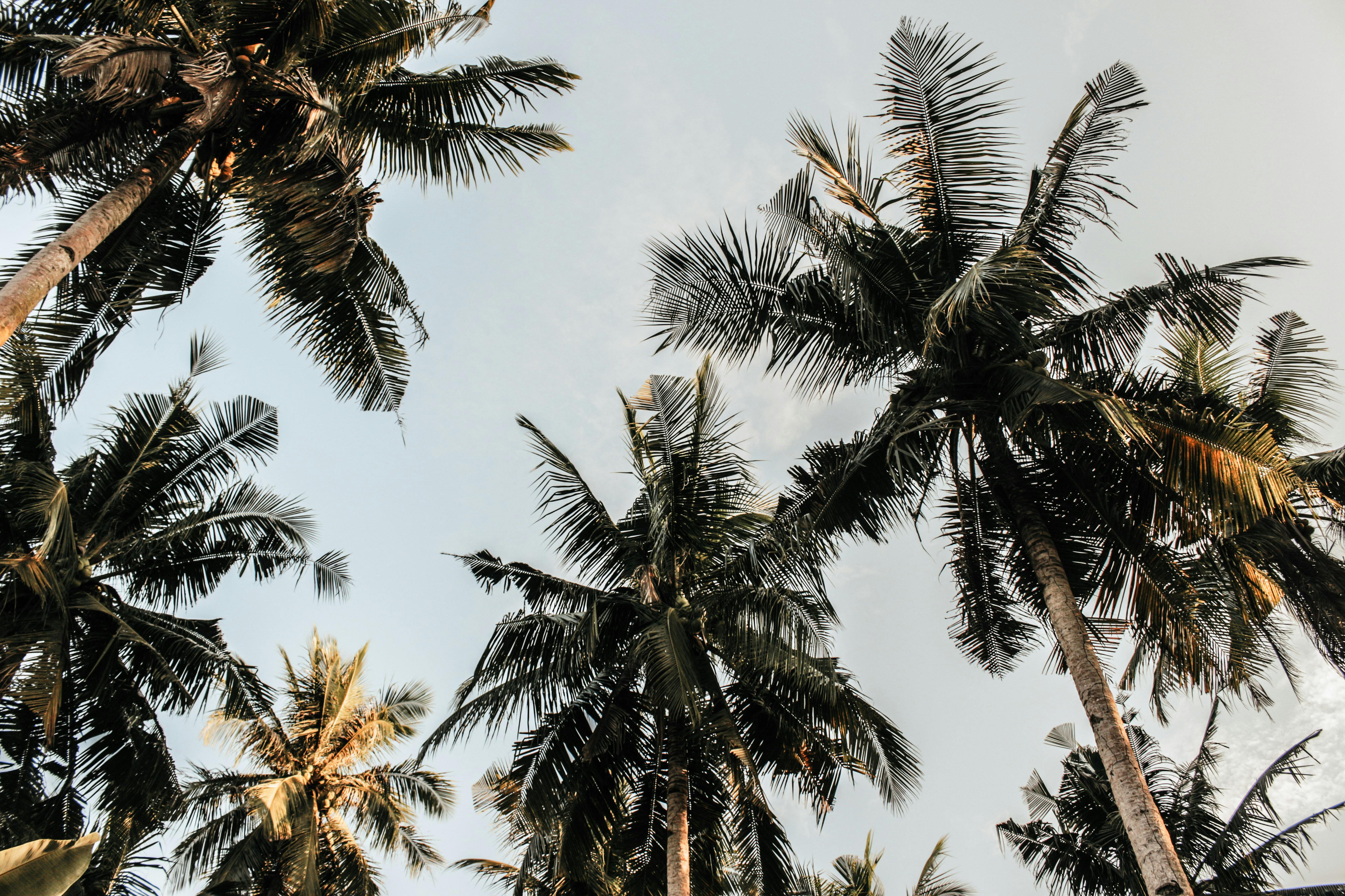 Featured image of post Aesthetic Palm Tree Wallpapers : Here you can explore hq palm tree transparent illustrations, icons and clipart with filter setting like size, type, color etc.