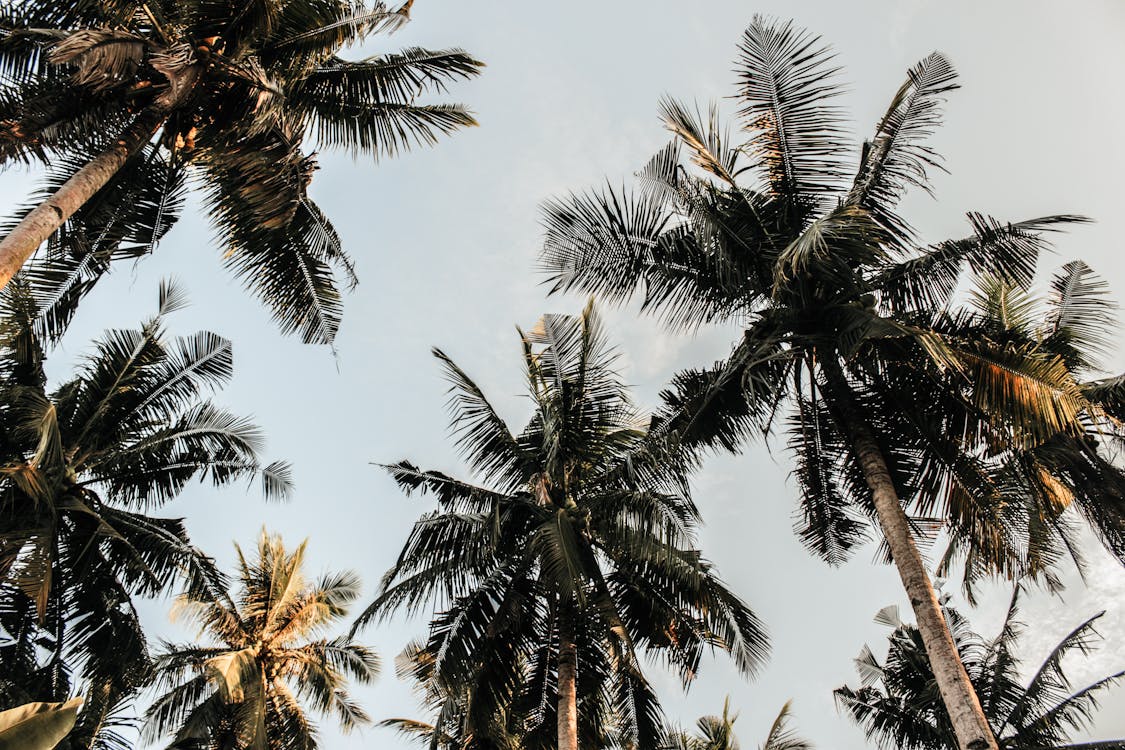 椰子树的低角度摄影