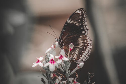 白い花びらの花の蝶