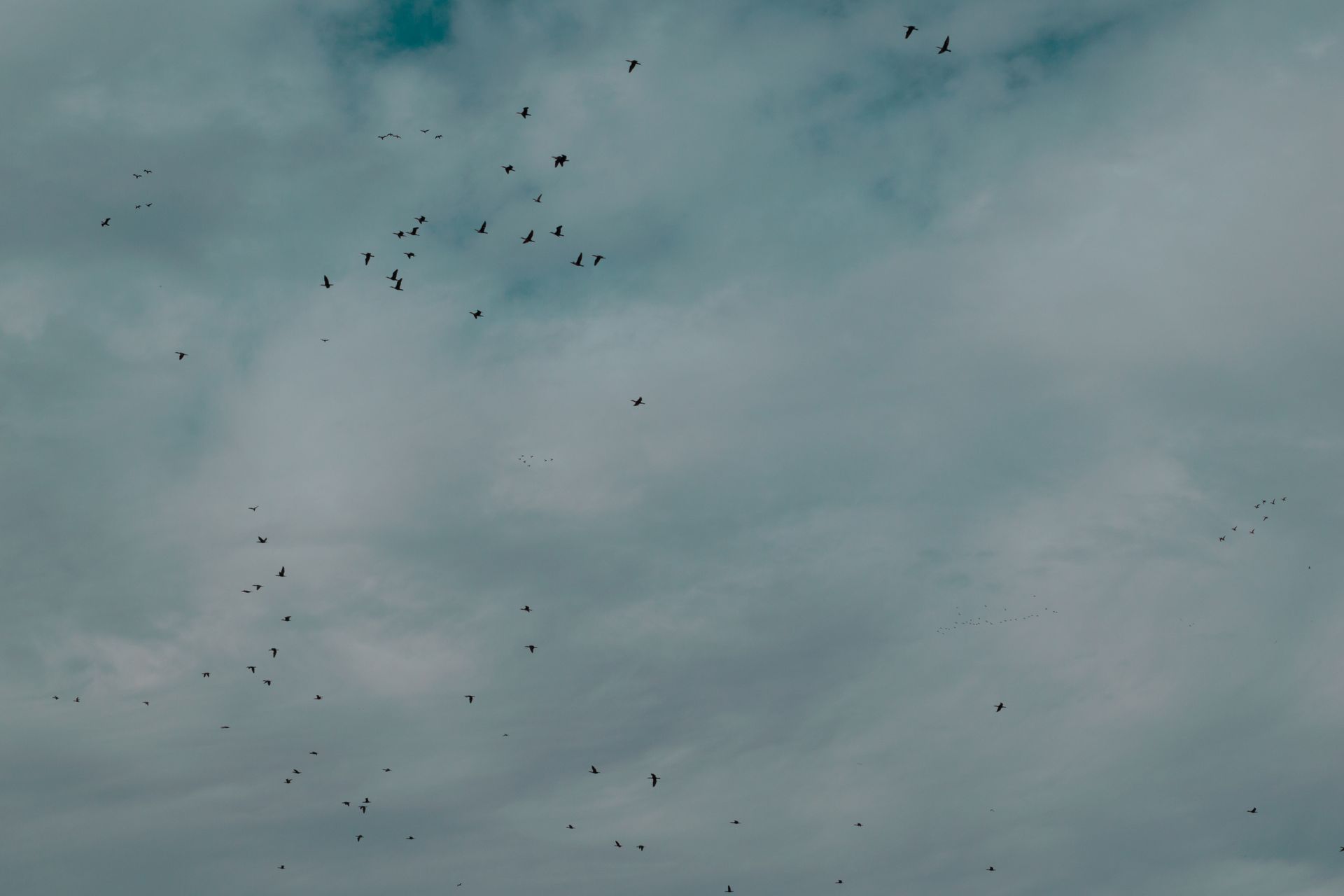 Flock Of Birds Flying Under Cloudy Sky